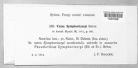 Valsa symphoricarpi image